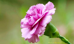 ĸ�H���Y����r��